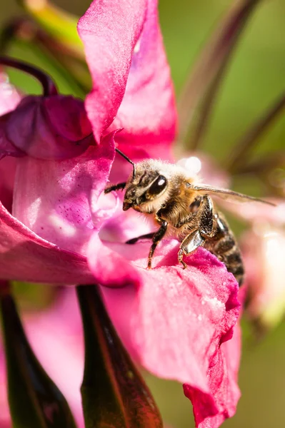 Abeille pollinisée de fleur — Photo