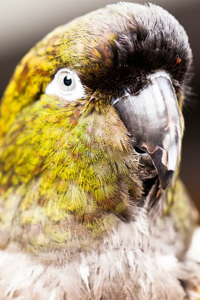 Amazon papağan başkanı arıyor — Stok fotoğraf