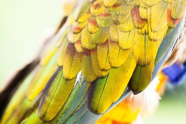 Barevný papoušek peří detail — Stock fotografie