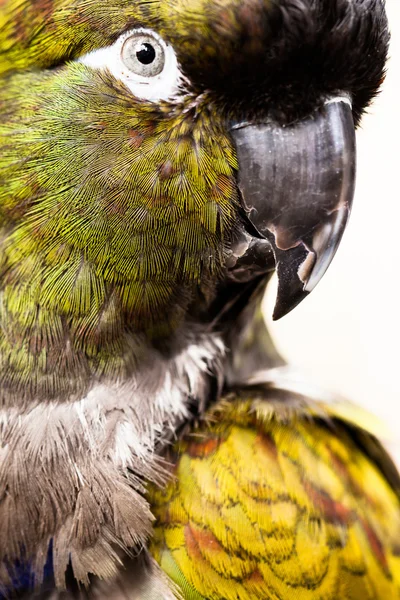 Amazon parrots head looking — Stock Photo, Image
