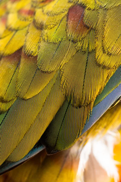 Barevný papoušek peří detail — Stock fotografie