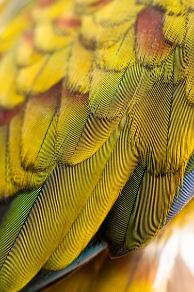 Barevný papoušek peří detail — Stock fotografie