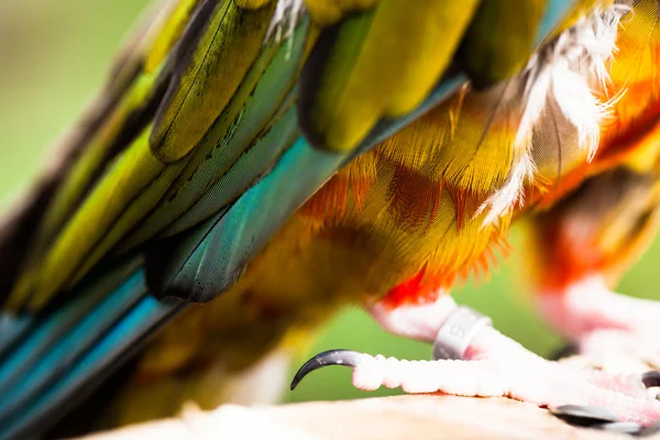 カラフルなコンゴウインコの羽のクローズ アップ — ストック写真