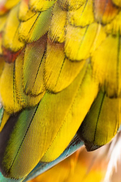 Colorido Macaw Plumagem close-up — Fotografia de Stock