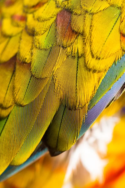 Colorido Macaw Plumagem close-up — Fotografia de Stock