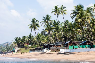 Anjuna çıkarken üzerinde gelgit ile beyaz plaj panorama ıslak kum ve yeşil Hindistan cevizi avuç içi, goa, Hindistan