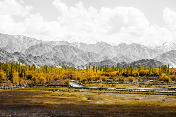 Hermosos paisajes, Leh, Ladakh, Jammu y Cachemira, India — Foto de Stock