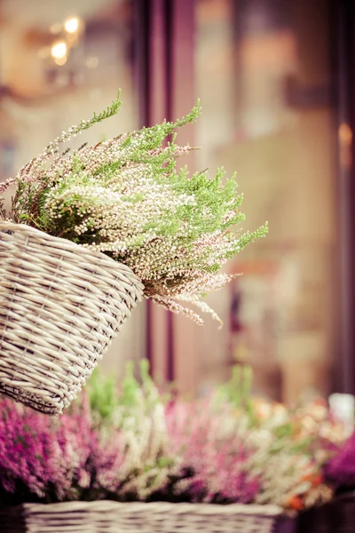 Pembe ve mor dekoratif çiçek tencerede heather — Stok fotoğraf