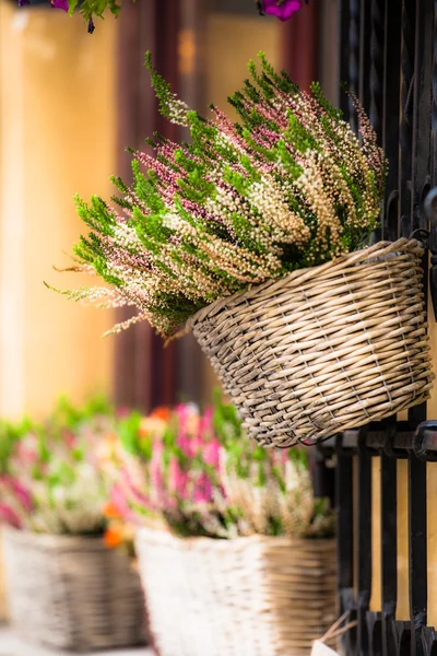 Pink and purple heather in decorative flower pot — Stock Photo, Image