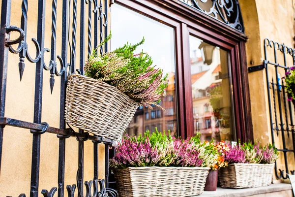 Pembe ve mor dekoratif çiçek tencerede heather — Stok fotoğraf