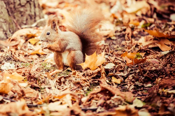 松鼠、 秋天、 橡子和干树叶 — 图库照片
