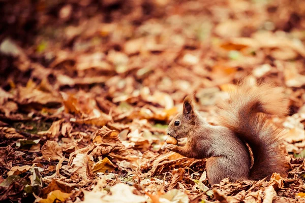 Esquilo, Outono, bolota e folhas secas — Fotografia de Stock