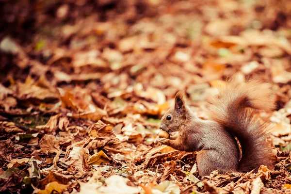 Scoiattolo, autunno, ghianda e foglie secche — Foto Stock