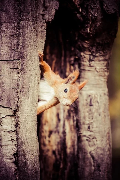 Scoiattolo, autunno, ghianda e foglie secche — Foto Stock