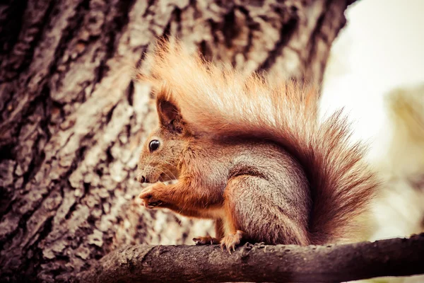 Scoiattolo, autunno, ghianda e foglie secche — Foto Stock