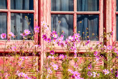 güzel pembe çiçekler