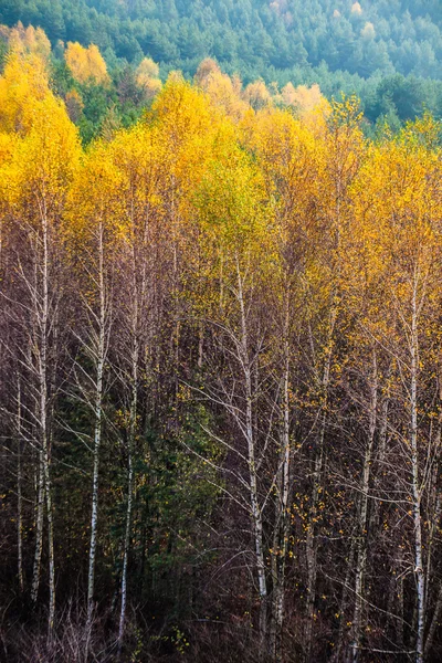 Cores do outono paisagem rural perto de Ogrodzieniec, Polônia — Fotografia de Stock