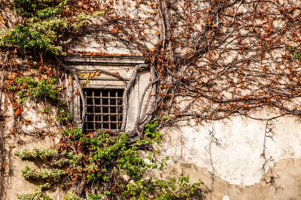 Green wall of Beauty old Palace in Pieskowa Skala - Poland, near Cracow. — 스톡 사진