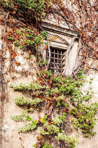 Green wall of Beauty old Palace in Pieskowa Skala - Poland, near Cracow. — Stock Photo, Image