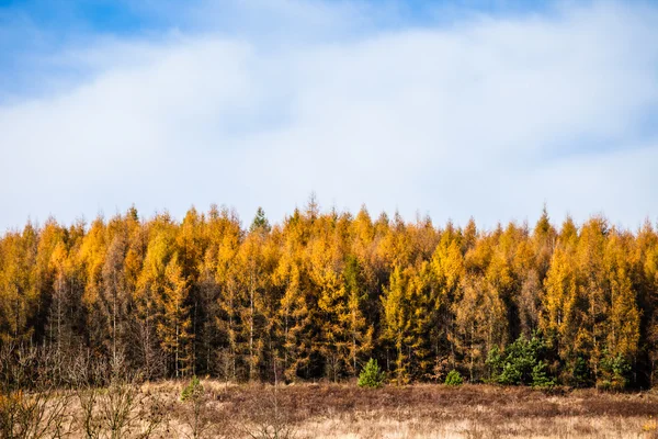 波兰Ojcow，Ojcowski国家公园，Autumnal forest and white rock — 图库照片