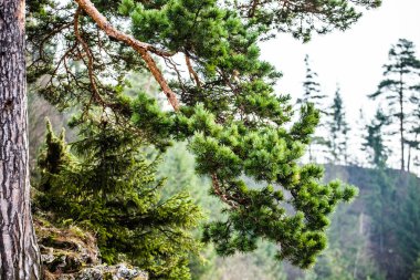 dağ çam ağacı Sonbahar sezonu, tatry dağlara, Polonya
