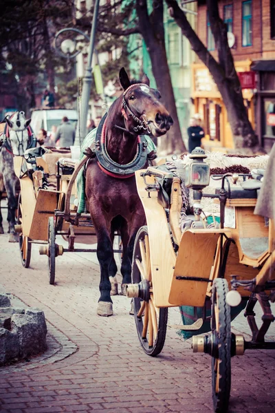 Caballo enganchado al trineo en la calle Krupowki en Zakopane en Polonia — Foto de Stock