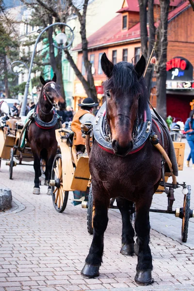 Paard ingezet om sled op de krupowki straat in zakopane in Polen — Stockfoto