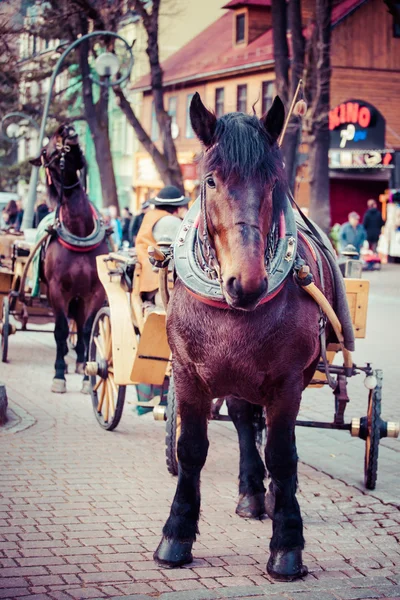 Cavallo imbrigliato a slitta sulla strada Krupowki a Zakopane in Polonia — Foto Stock