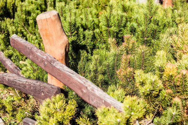 山松树在金秋时节、 塔特拉山、 波兰 — 图库照片