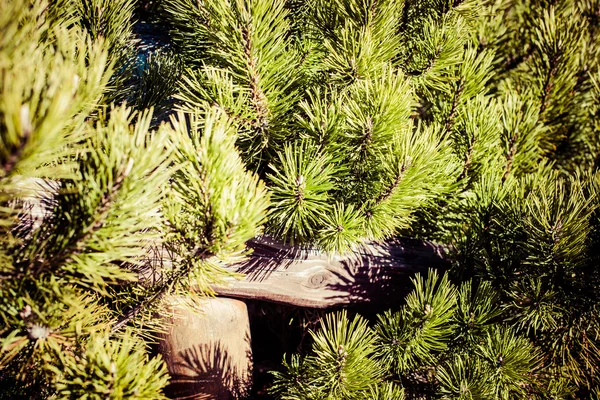 Dağ çam ağacı Sonbahar sezonu, tatry dağlara, Polonya — Stok fotoğraf