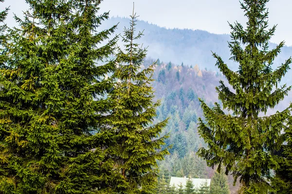 Outono Beskid montanha floresta fundo, Polônia — Fotografia de Stock