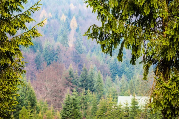 Herfst beskid berg bos achtergrond, Polen — Stockfoto