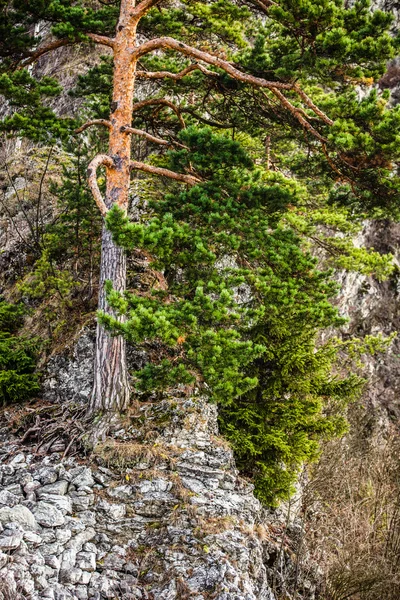 Mountain pine boom in de herfst seizoen tatry bergen, Polen — Stockfoto