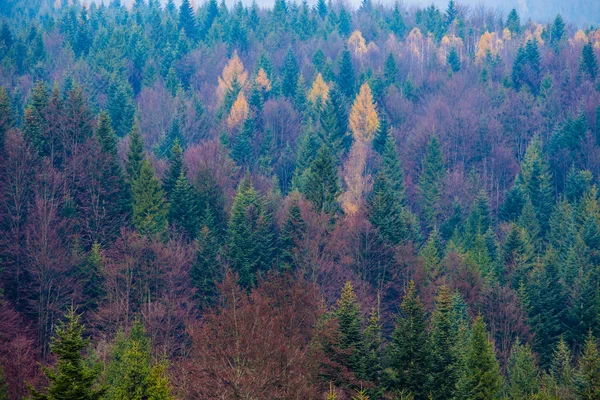 Vale verde nas altas montanhas Tatra em Zakopane, Polônia . — Fotografia de Stock