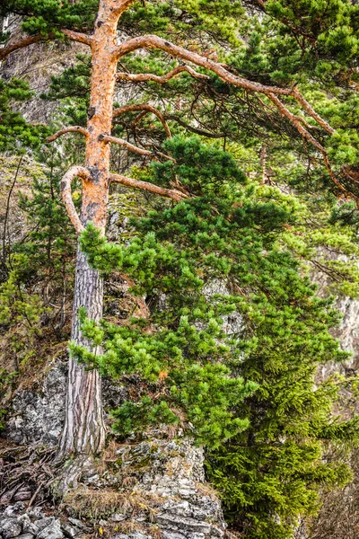 Mountain pine tree in autumn season, Tatry Mountains, Poland — Stock Image Mountain pine tree in autumn season, Tatry Mountains, Poland Stock Photo