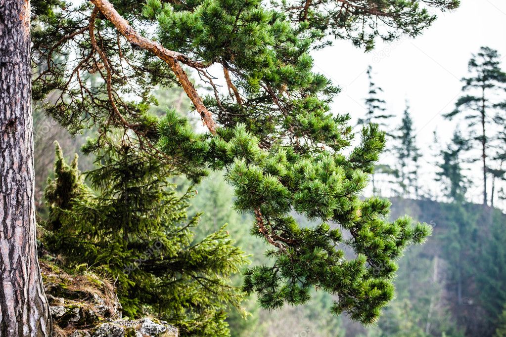 Mountain pine tree in autumn season, Tatry Mountains, Poland