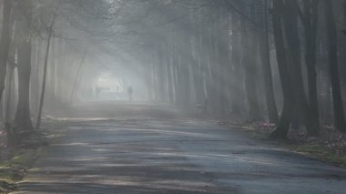 yol ve güneş ışınları güçlü sis ormanda, Polonya.
