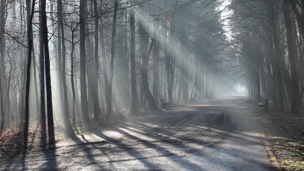Strada e raggi di sole in forte nebbia nella foresta, Polonia . — Video Stock