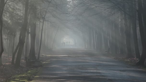 Väg- och solstrålar i stark dimma i skogen, Polen. — Stockvideo