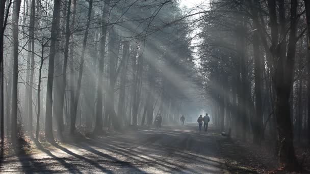 Väg- och solstrålar i stark dimma i skogen, Polen. — Stockvideo