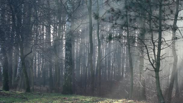 Otoño típico en Polonia . — Vídeo de stock