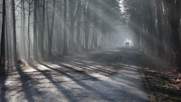Route et rayons de soleil dans un brouillard intense dans la forêt, Pologne .