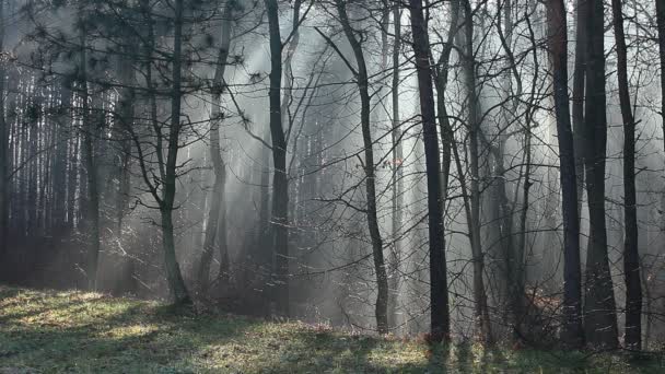 Automne typique en Pologne .