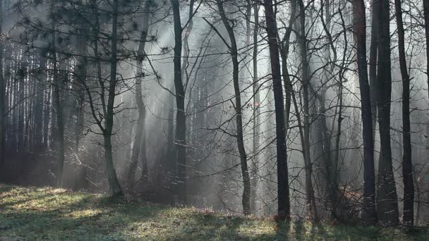 Typical autumn in Poland. — Stock Video