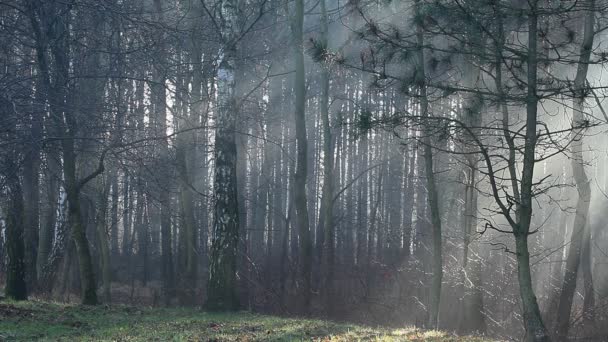 Automne typique en Pologne . — Video