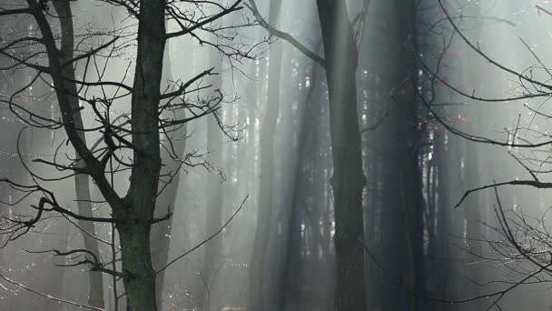 Automne typique en Pologne .