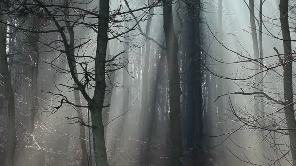 Automne typique en Pologne .