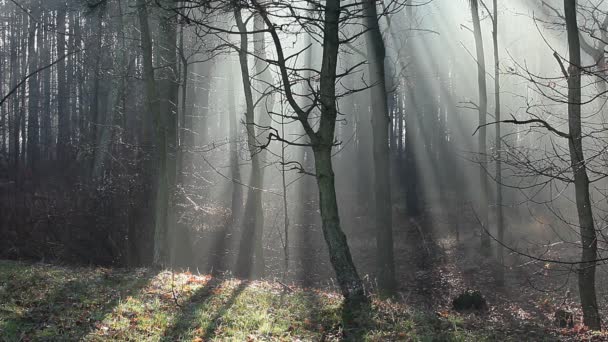 Automne typique en Pologne .