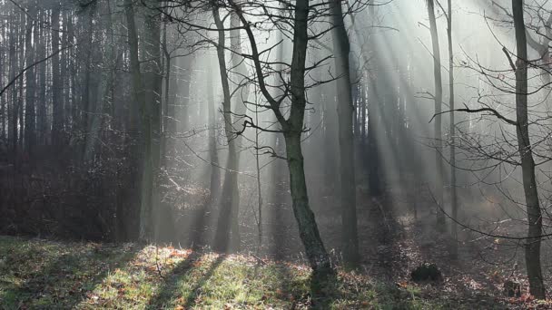 Otoño típico en Polonia . — Vídeo de stock