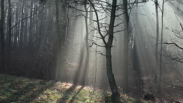 Automne typique en Pologne . — Video